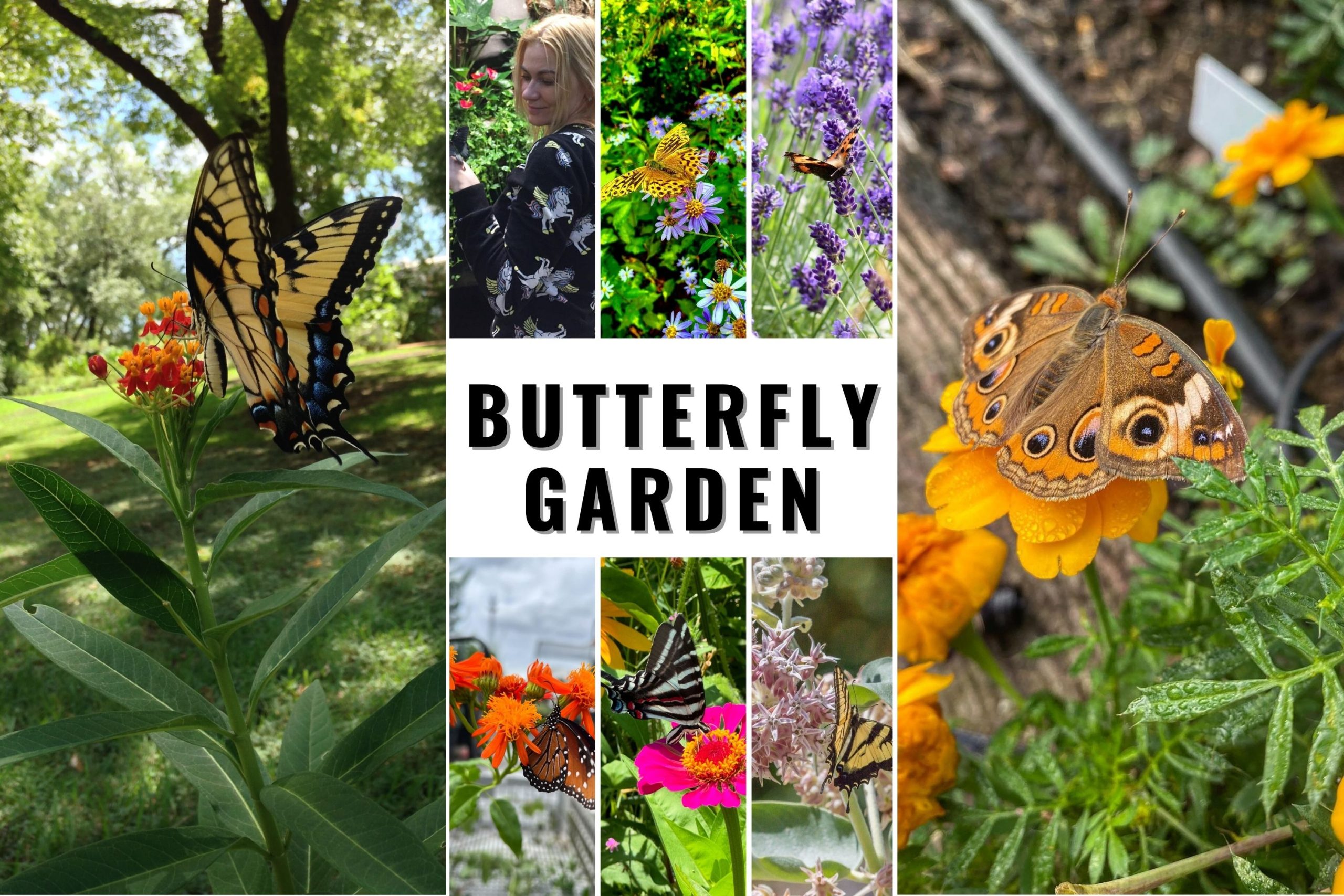 Picture of 20 Butterfly Garden Ideas to Transform Your Yard into a Pollinator’s ...