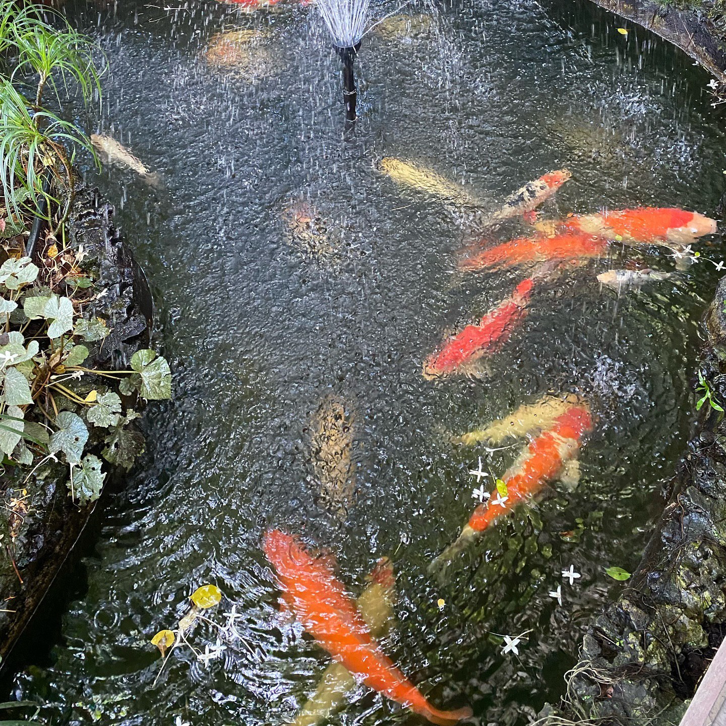 28 Koi Pond Ideas to Transform Your Backyard into a Serene Oasis ...