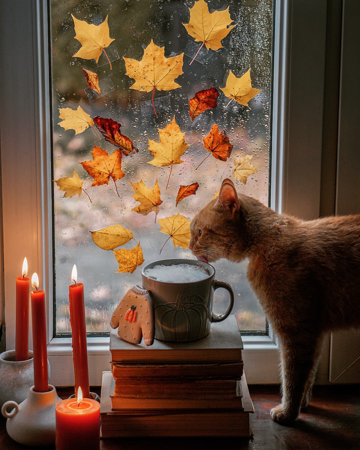 30 Fall Window Decorations to Transform Your Home This Autumn ...