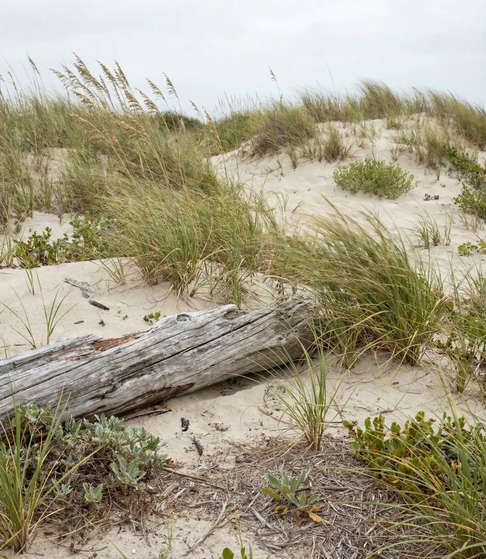 Coastal Beach Grass Dune Garden 2