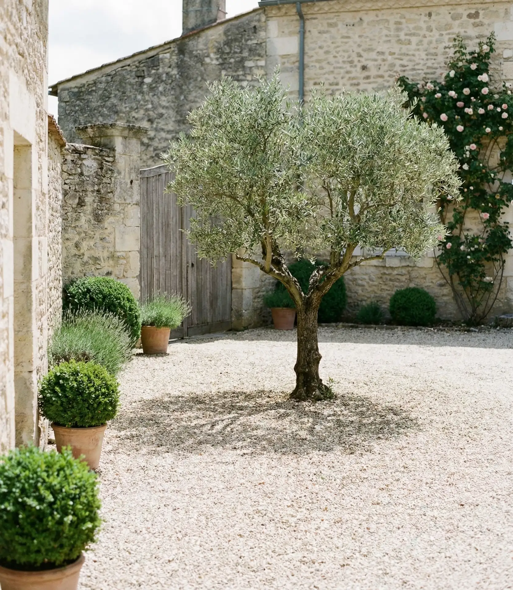 Gravel Courtyard with Specimen Trees 1