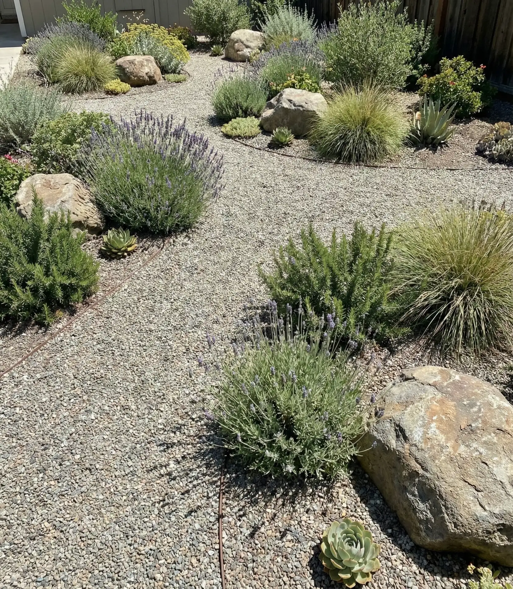 Gravel Garden with Drought-Tolerant Perennials 1