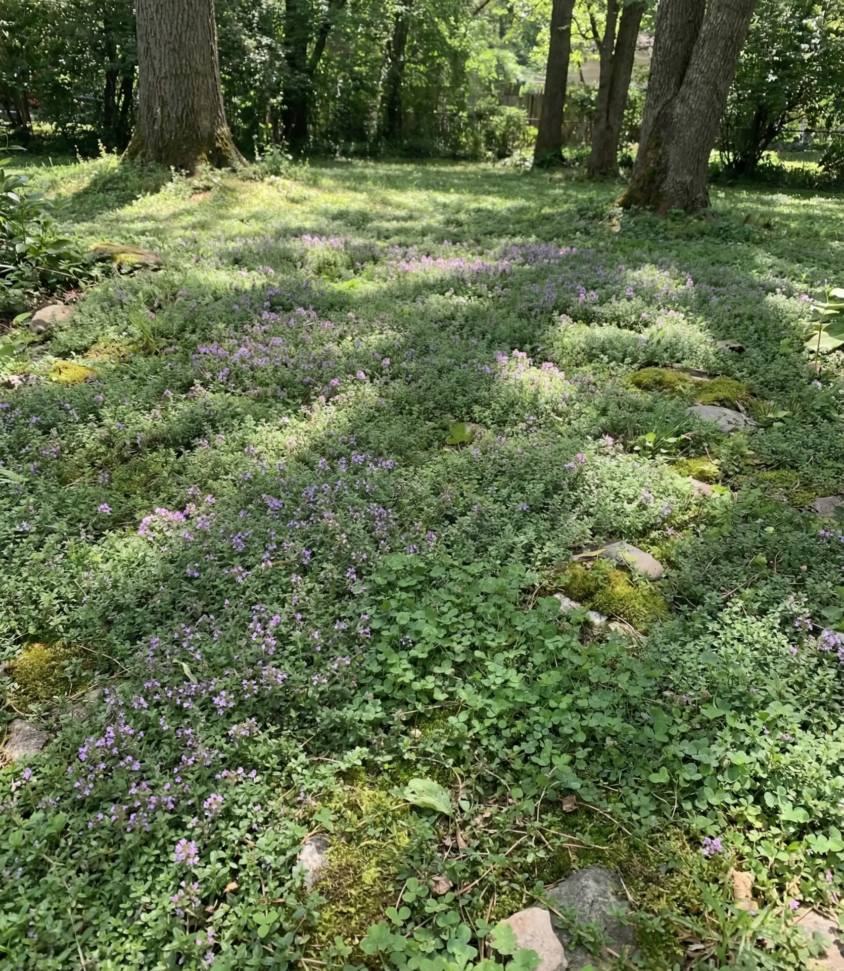Layered Ground Cover To Replace Lawn 1
