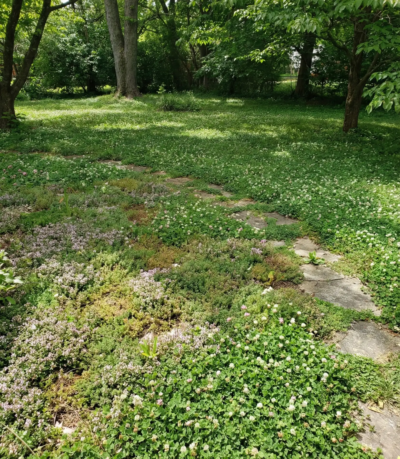 Layered Ground Cover To Replace Lawn 2