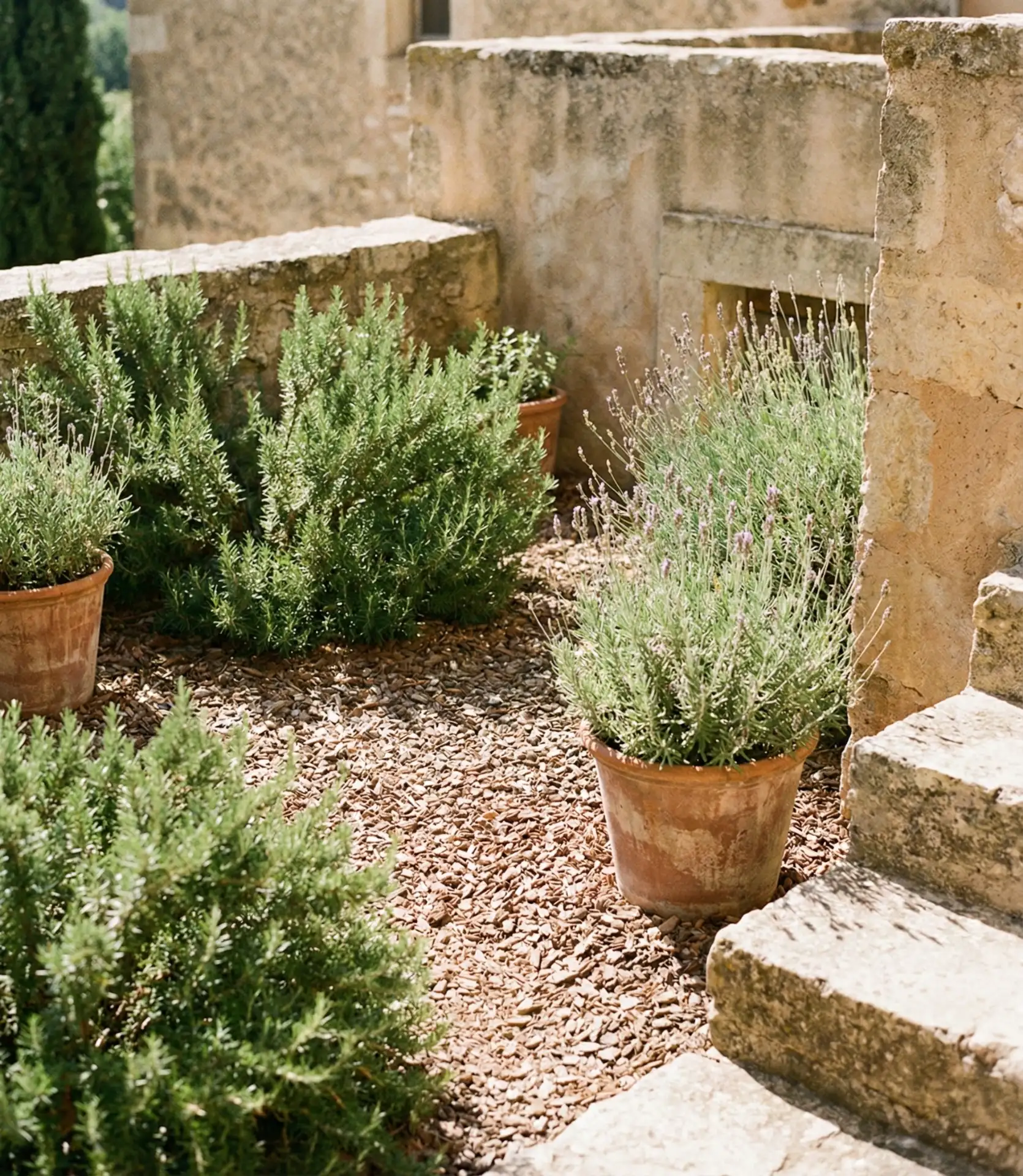 Mediterranean Herb Terrace 2