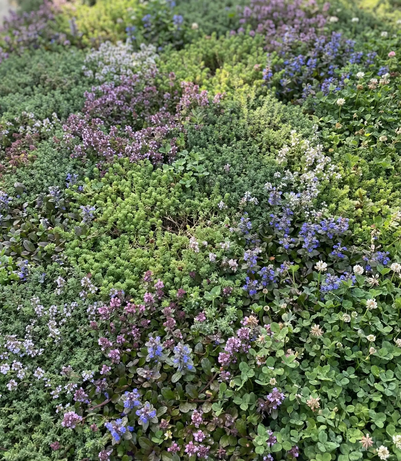 Mixed Texture Ground Cover Tapestry 2