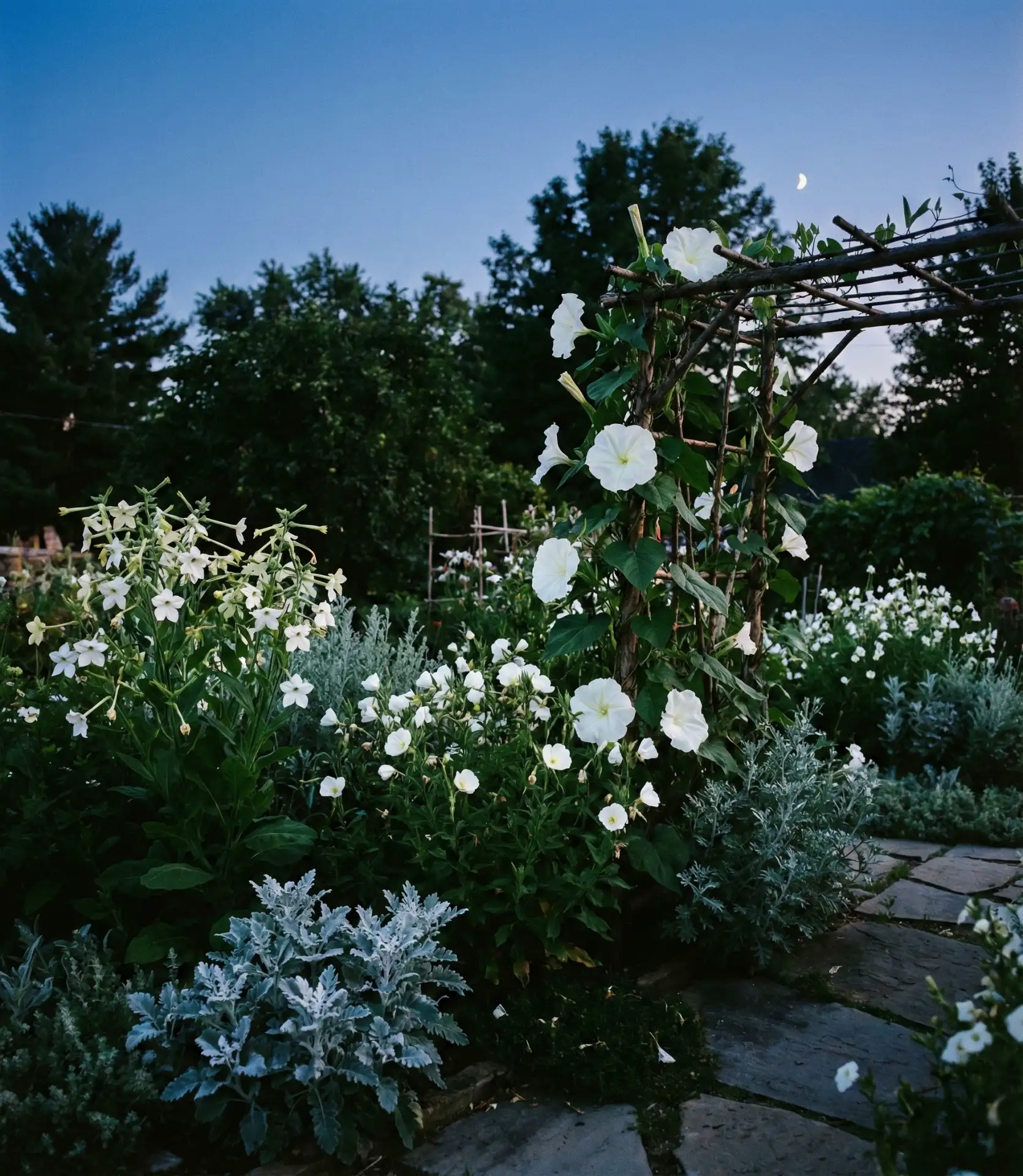 Moonlight Butterfly Evening Garden 1