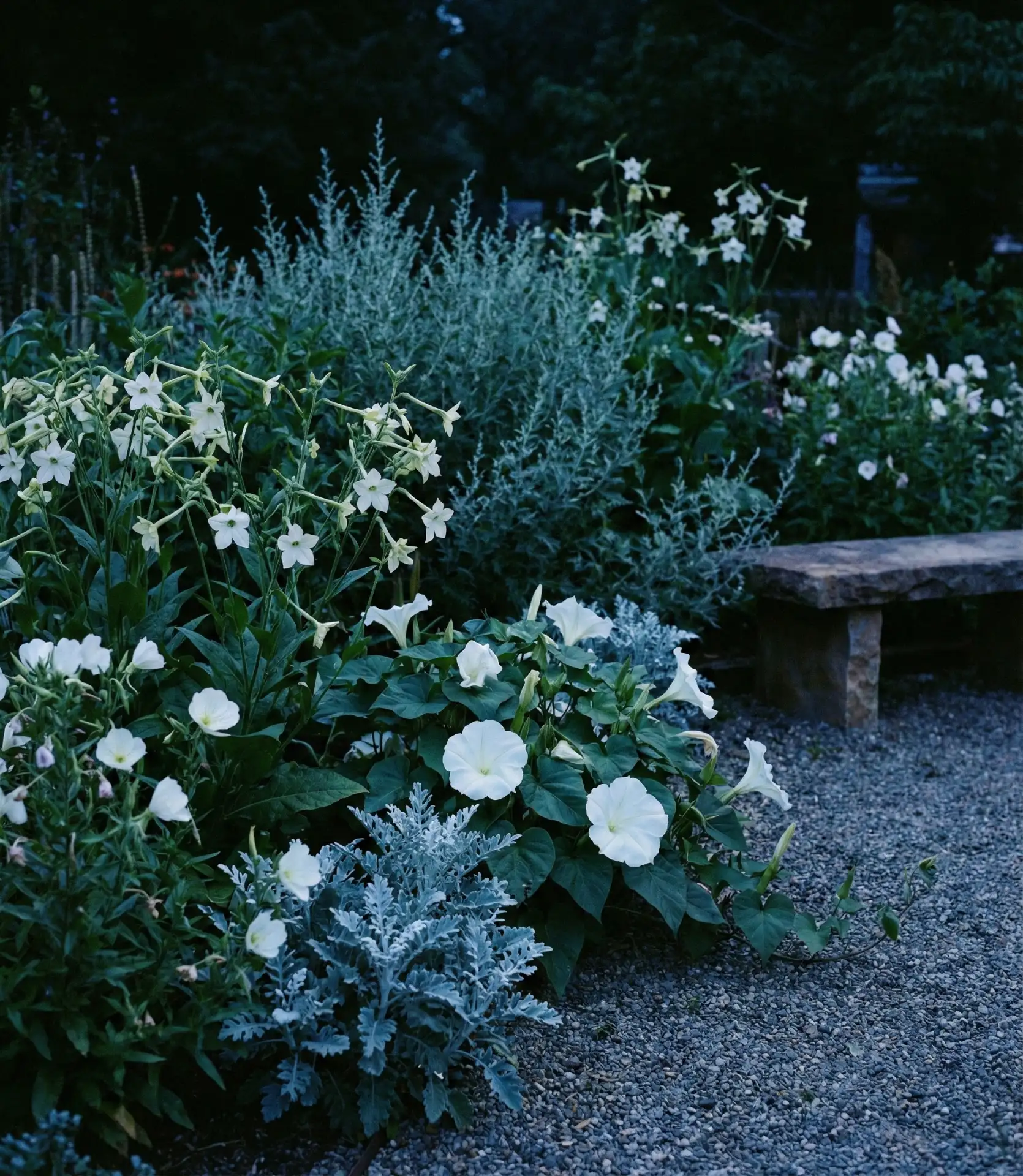 Moonlight Butterfly Evening Garden 2