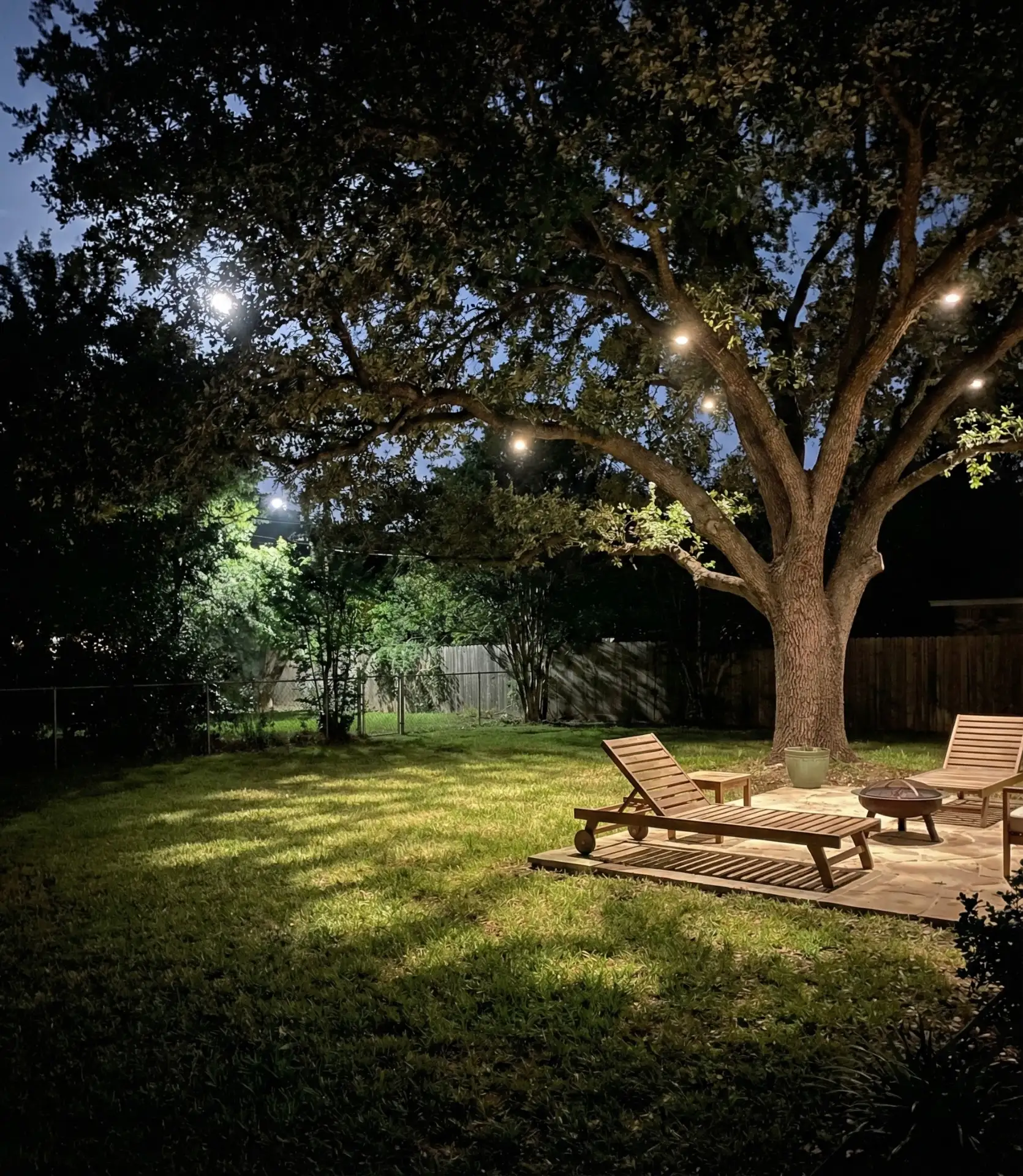 Moonlighting Through Tree Canopies 1