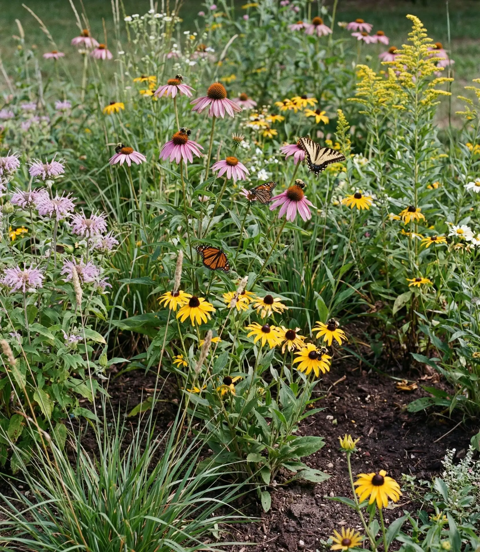 Native Pollinator Habitat 2