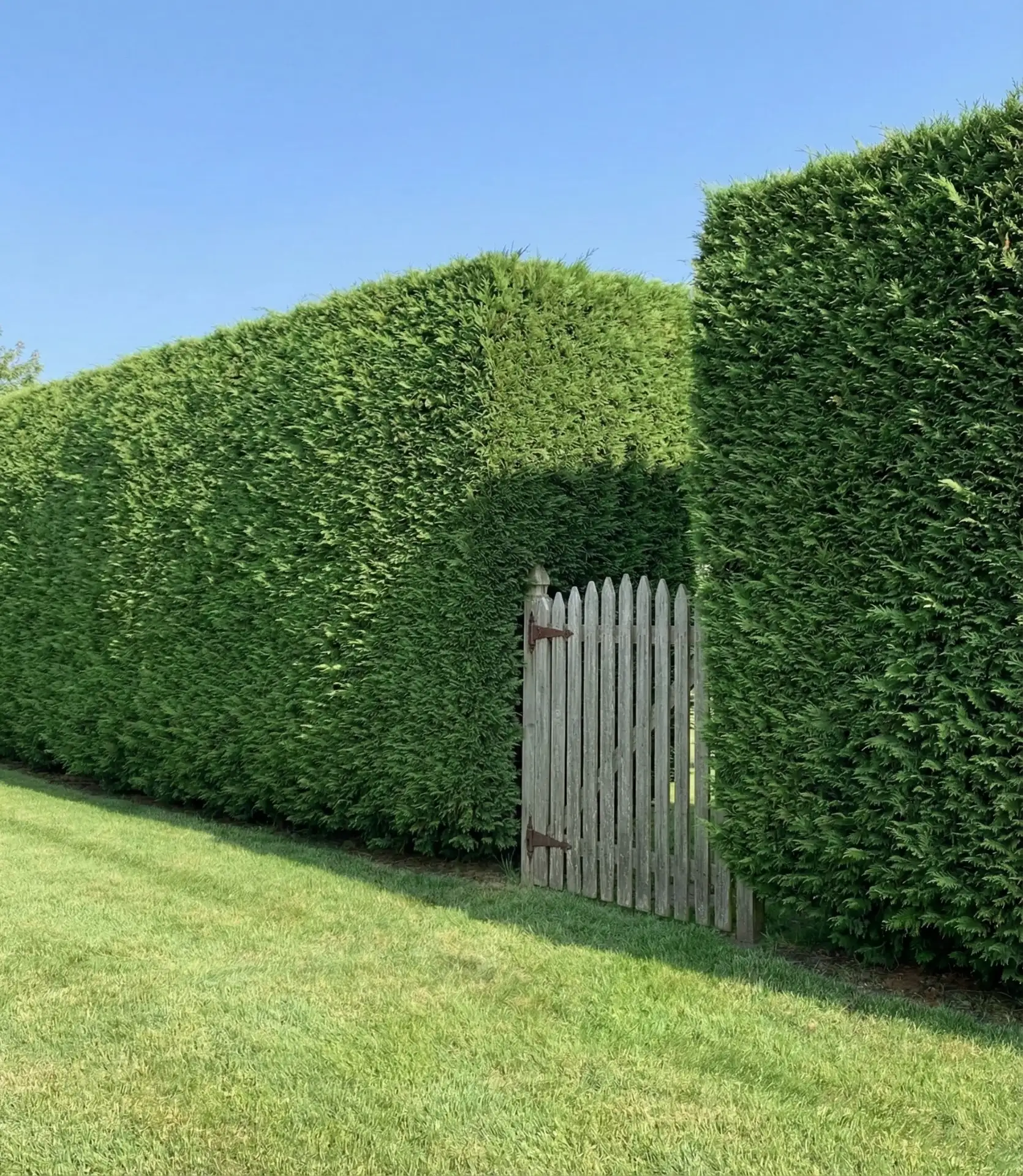 Perimeter Privacy Hedge with Gated Access 2