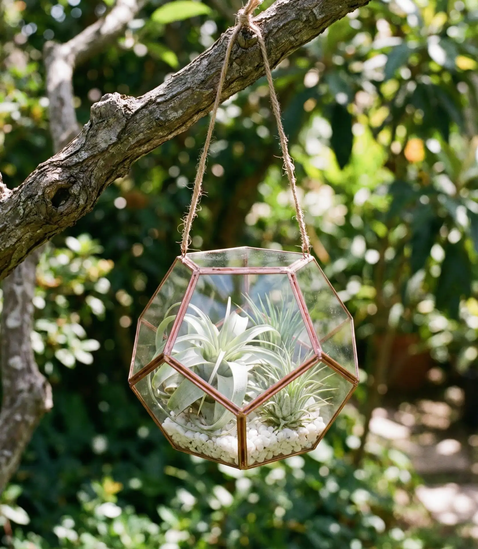 Hanging Glass Terrariums 2