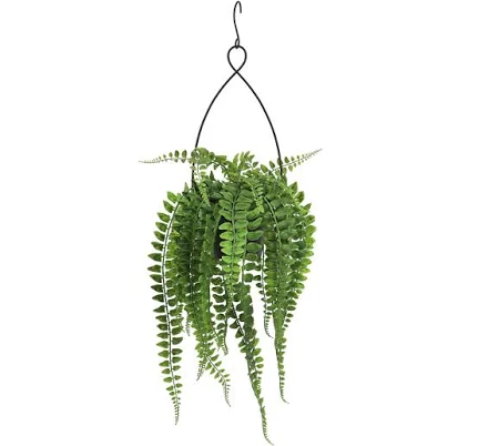 Ashland Hanging Boston Fern Potted Plant
