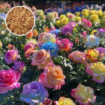 Mixed Color Climbing Rose Plant, Easy...
