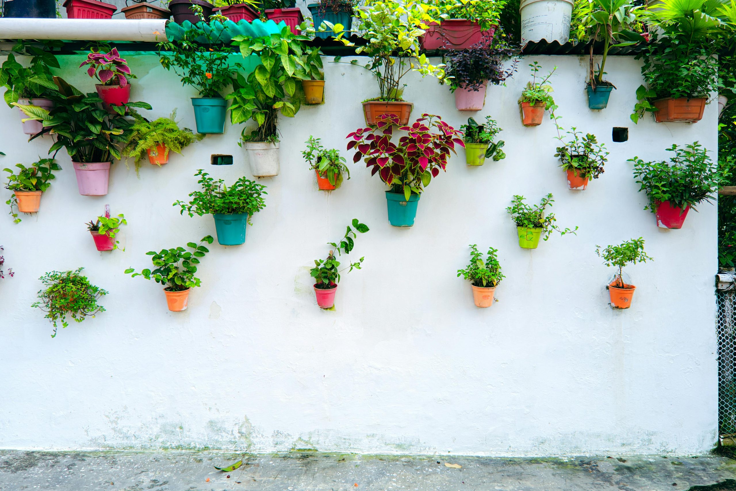 Vibrant arrangement of potted plants on a white wall, creating a vertical garden.