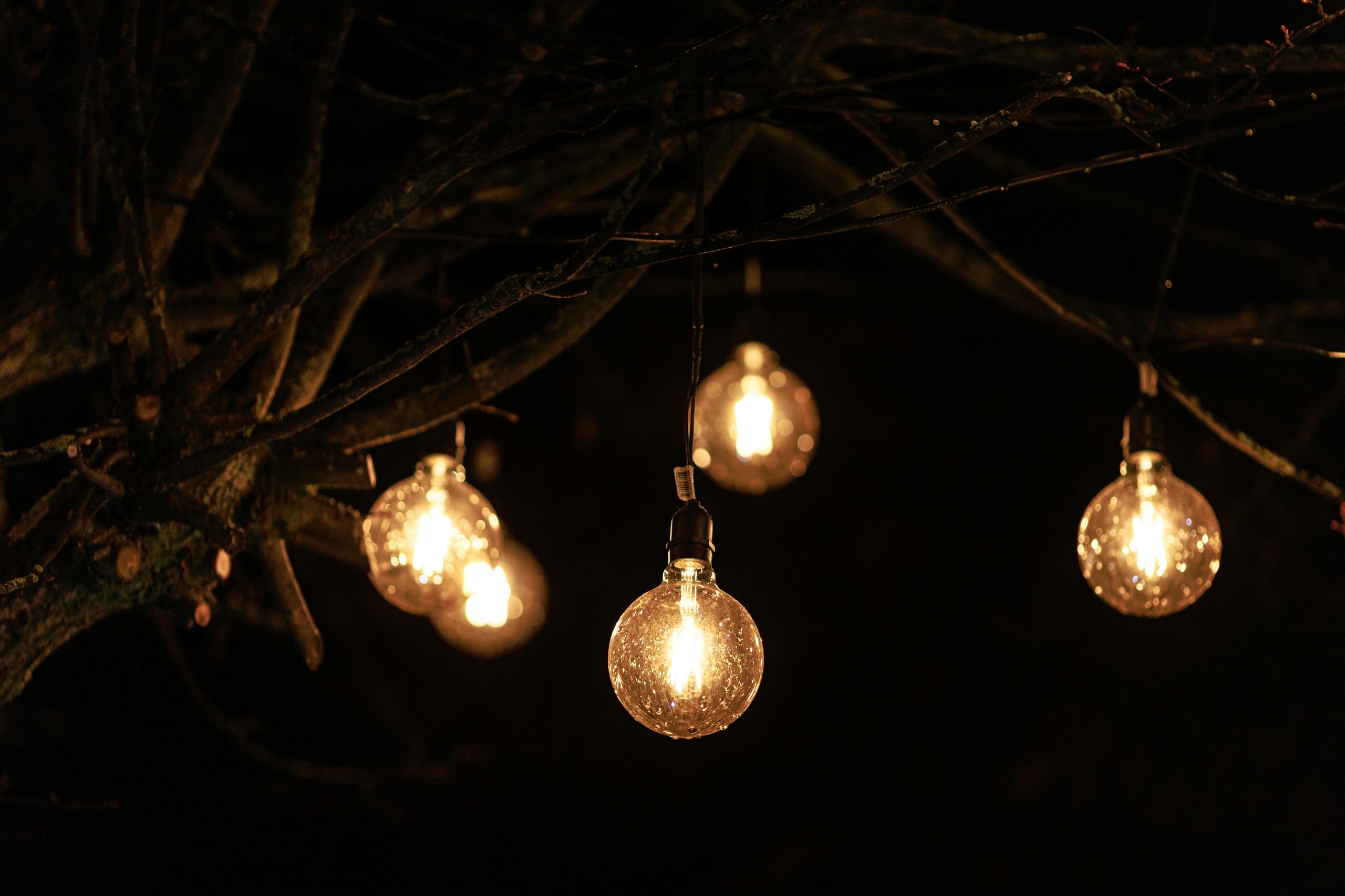 Glowing string lights hanging on a tree branch, enhancing nighttime atmosphere.