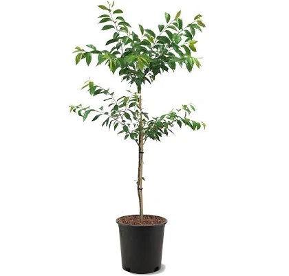 Expert Gardener Yoshino White Floweri...