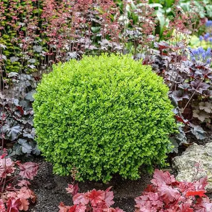 Green Velvet Boxwood Shrub/Bush