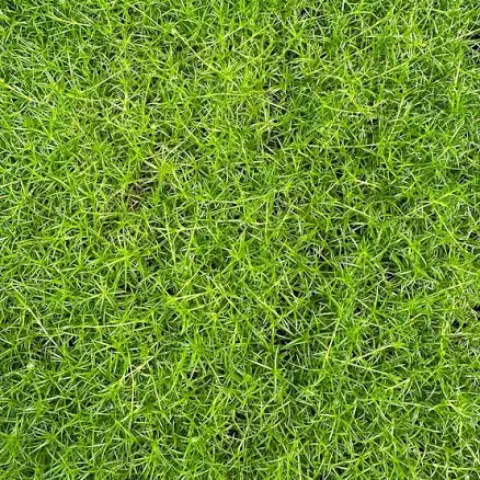 Shop Burpee Sagina Irish Moss Plant