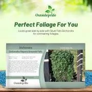 Outsidepride Perennial Seeds