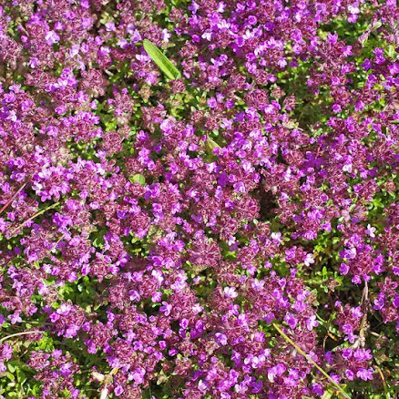 American Meadows Carpet Creeping Thym...