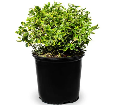 Lowe's Wintercreeper 'Emerald 'n' Gol...