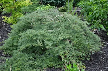 Buy Acer palmatum dissectum 'Emerald ...