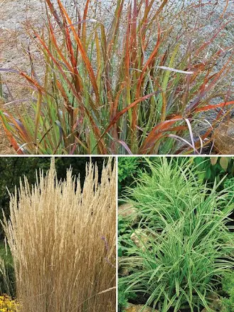 Ornamental Grasses Collection by Blue...