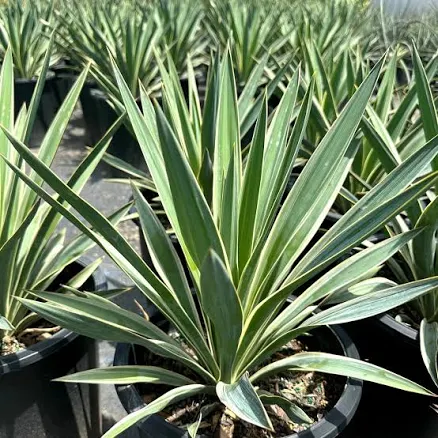 Yucca Spanish Dagger Desert Plant