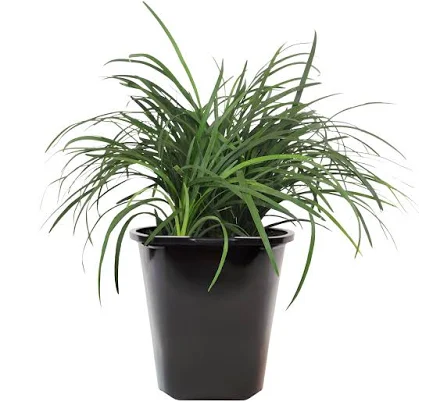 Expert Gardener Mondo Grass (Ophiopog...