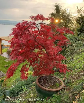 Buy Acer palmatum dissectum 'Orangeol...