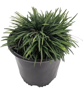 Green Dwarf Mondo Grass