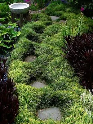 Mondo Grass Lilyturf