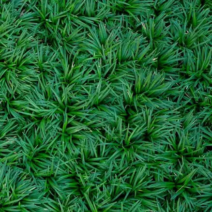 Dwarf Mondo Grass (Ophiopogon japonic...