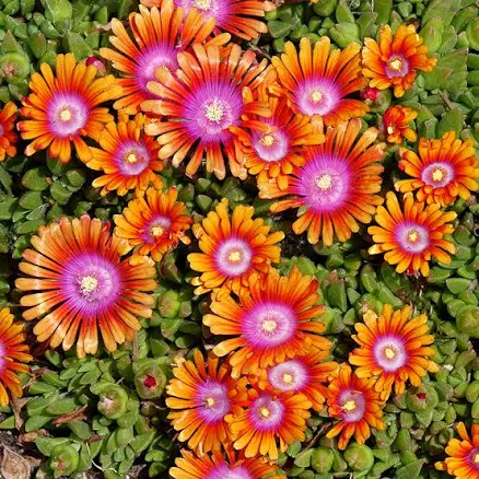 Fire Spinner Ice Plant