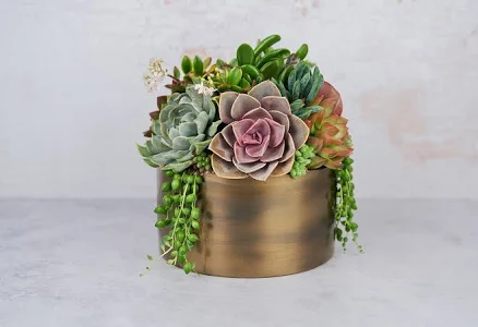 Bronze Metal Bowl Succulent Arrangeme...