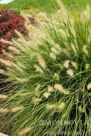 Pennisetum Dwarf Fountain Grass
