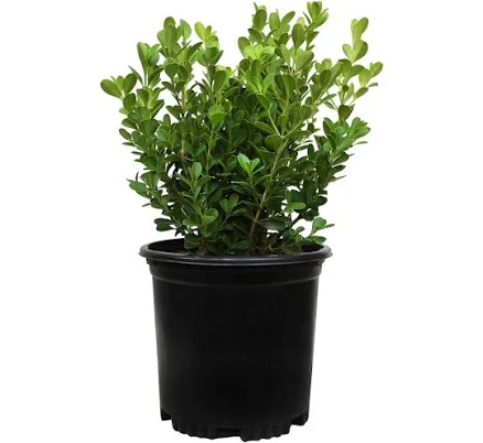 Altman Plants Japanese Boxwood Founda...