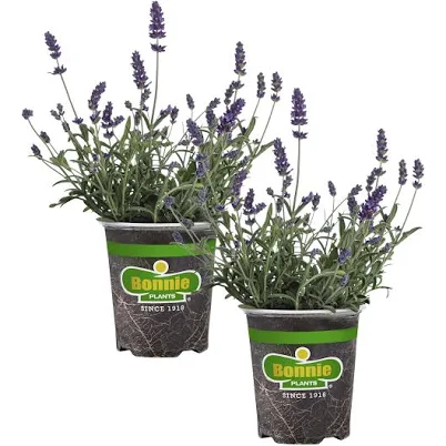 Bonnie Plants Lavender Live Plant 2-Pack