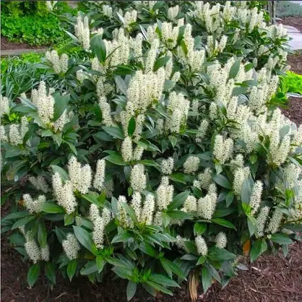 Cherry Laurel Shrub