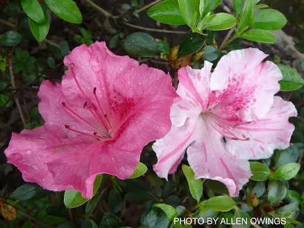 Buy Azalea 'Vibrant’ Pink Variegated ...