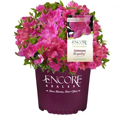 Encore Azalea Autumn Royalty Shrub