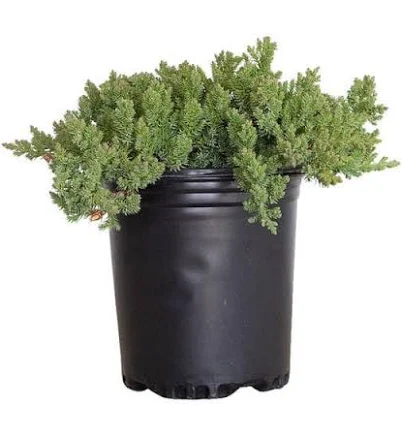 Juniper Procumbens Nana