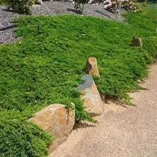 Spreading Evergreen Seeds – Ground Co...