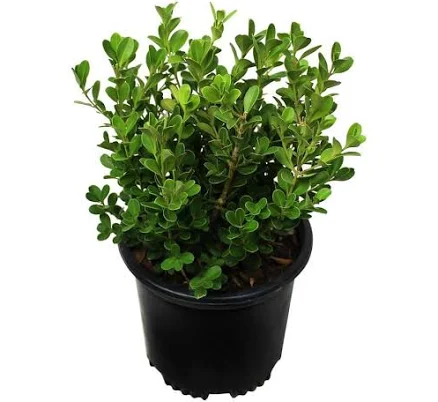 Altman Plants Japanese Boxwood Founda...