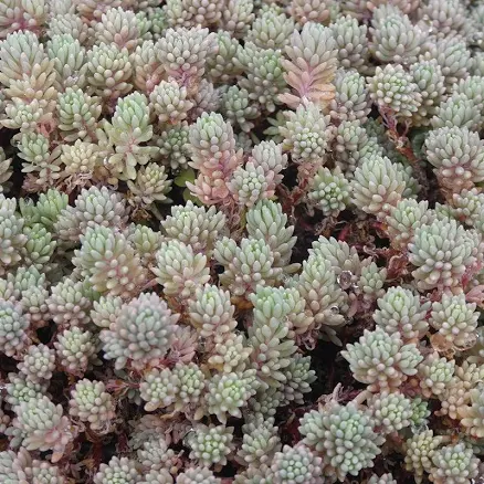 Purple Form Creeping Sedum | Purple/W...