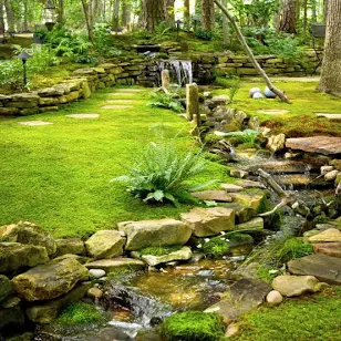 Live Garden Mosses for Lawns & Terrar...