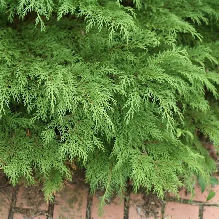 Celtic Pride Siberian Cypress