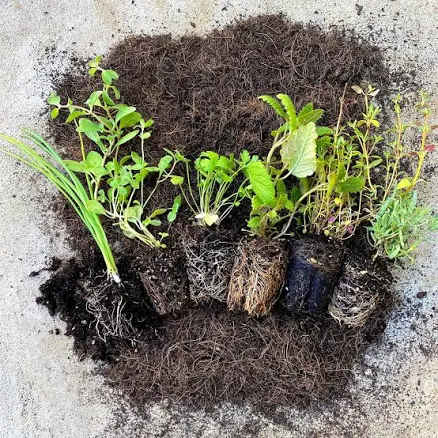 Organic Herb & Edible Floral Seedling...