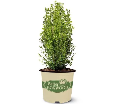 Better Boxwood Heritage Boxwood Everg...